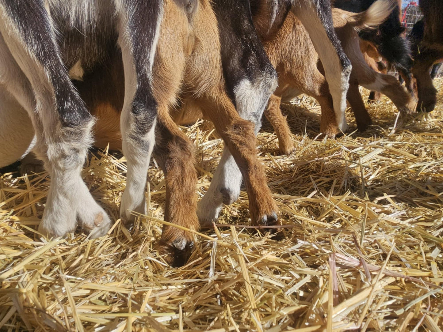 Hoof Trim